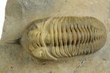 Morocconites Trilobite Fossil - Multi-Toned Shell Coloration #348375-2